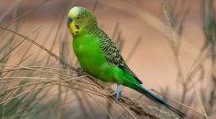 Průměrná délka života vlnitých parrotů